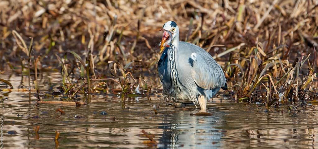 Fiskehejren fangede en fisk