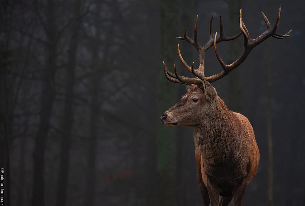 Krondyret i tågen
