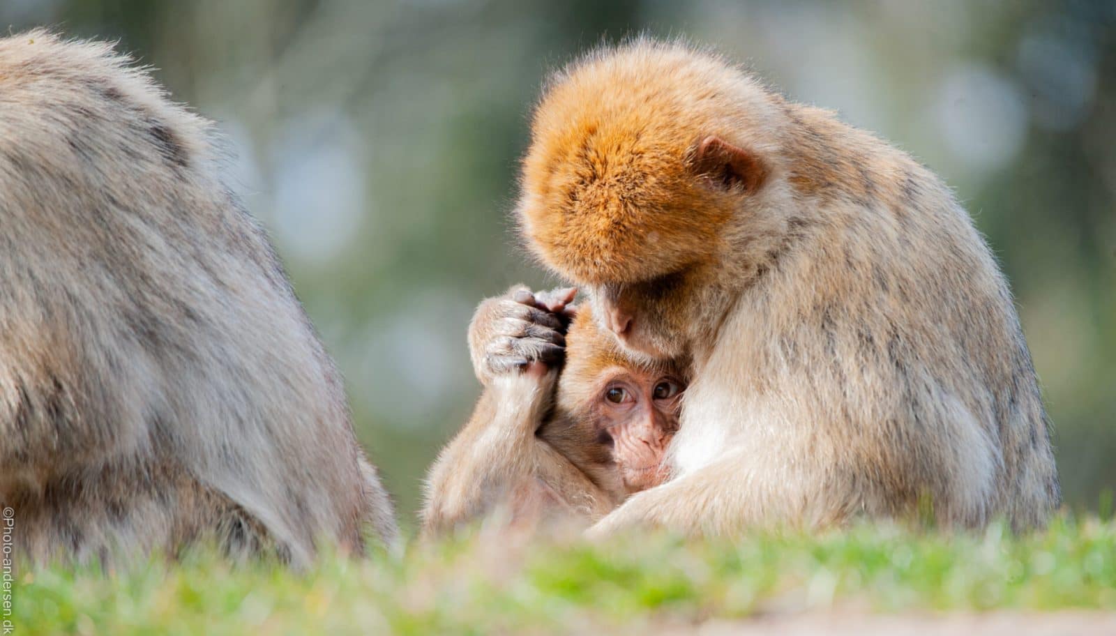 Berberaber ved Givskud zoo