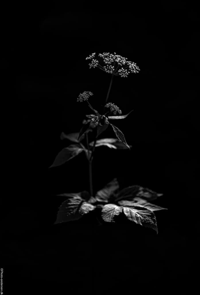 hvad laver jeg, når jeg nu ikke kan fotografere håndbold. Så fandt jeg en skvaderkål blomst