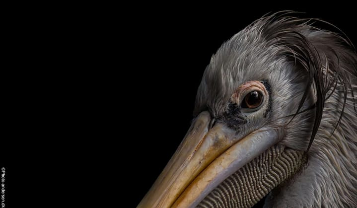 Pelikan med en "Toupe" ved Odense Zoo