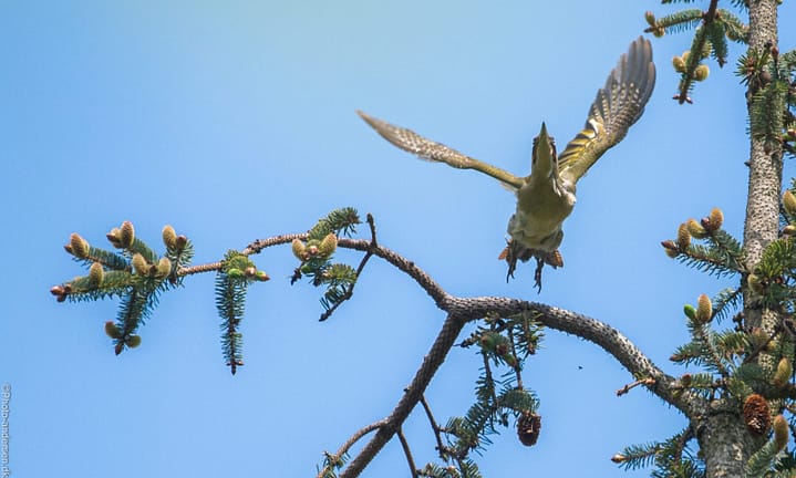 Grønspætten sætter igang med at flyve i dyrehaven ved Esbjerg