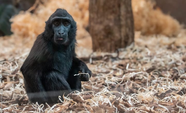 Sulawesimakak abe fra en tur i Givskud zoo