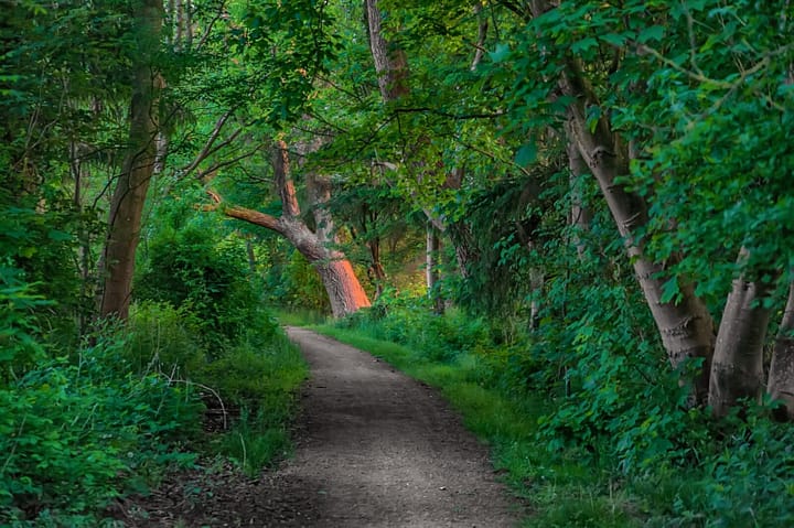 Grønt skovområde ved Esbjerg, Danmark