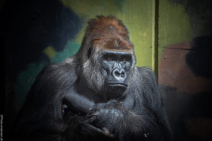 Givskud zoo