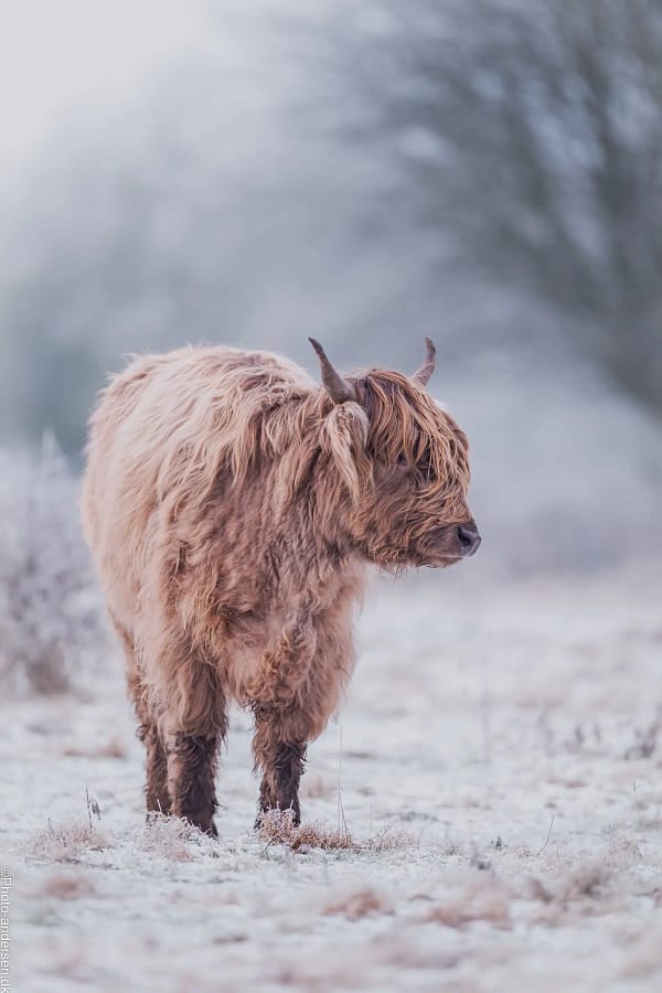 Højlandskvæg i frostklædt vinterlandskab nær Esbjerg, Vestjylland.