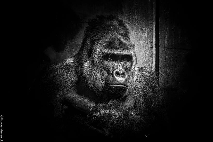Kipenzi som er en stor han gorilla fra Givskud zoo, hvor han sidder i hans anlæg og bliver ramt af en lysstråle