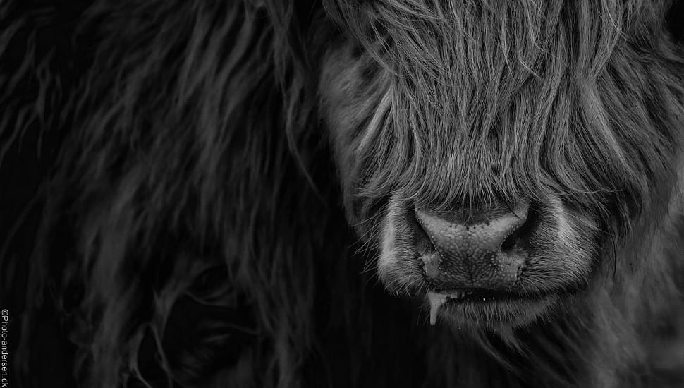 Den skotske højlandskvæg er en robust og imponerende race, der ofte fotograferes i smukke naturscenerier på de danske marker. En sort-hvid-fotografering kan give billederne en tidløs og nostalgisk fornemmelse og fremhæve dyrenes karakteristiske træk, såsom deres lange hår og store horn.